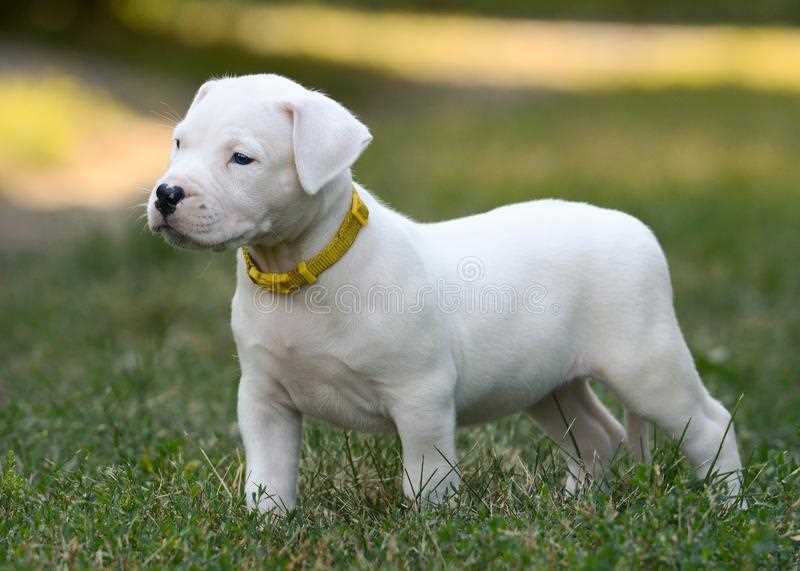 pic of DOGO ARGENTINO posted on 2022-03-13 14:06:50